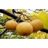 蜜梨,蜜桔,黃梔子,無患子等地理標(biāo)志產(chǎn)品或地道藥材