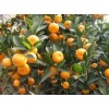 江西撫州蜜梨、蜜桔、貢面、藕絲糖、茶薪菇等特產(chǎn)名揚天下