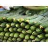 價(jià)位合理的黃瓜供應(yīng)盡在田潤(rùn)種植產(chǎn)銷合作社 供應(yīng)黃瓜價(jià)格
