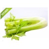 芹菜價(jià)格多少錢(qián)，眾合芹菜售貨點(diǎn)——芹菜批發(fā)